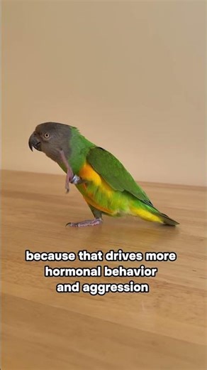 Spring: Hormonal Time for Parrots