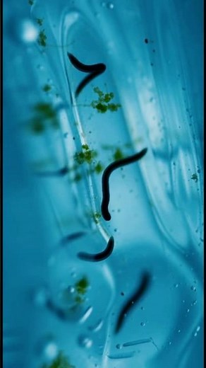 THE ICE WORM OF ALASKA: LIFE INSIDE A GLACIER