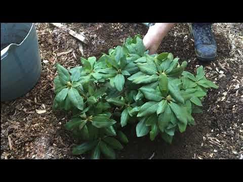 66 - Comment planter un rhododendron dans un massif ?