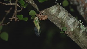 Listen to the sounds of a summer night in the mountains