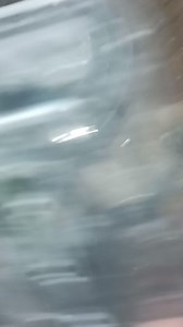 6 inches berried female #crayfishfarming #AustralianRedClawCrayfish #crayfishtank #aquaponicsystem #redclawcrayfish #mrclawson #aquaculture #pet #aquaponics #newbusiness | Mr.Clawson