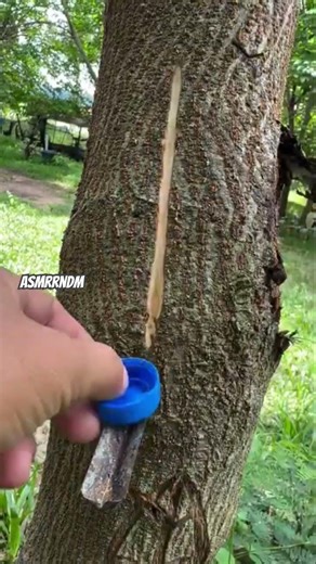 Tree trunk🌳 #nature #cuttingart #satisfying #cuttingskills #bushcraft
