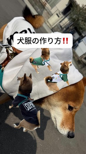 犬服型紙の作り方です！ #柴犬 #柴犬のいる生活 #犬服 #犬服ハンドメイド #犬服の作り方