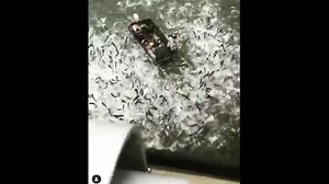 This video shows just how many Asian carp are invading Kentucky lakes