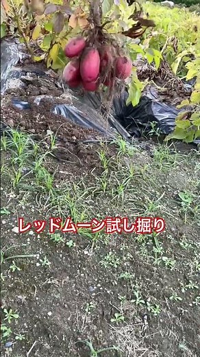 レッドムーン試し掘り
