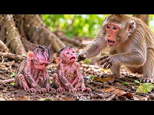 Two Mother Monkey and Babies Monkey So Cute – Keep Heartwarming babies
