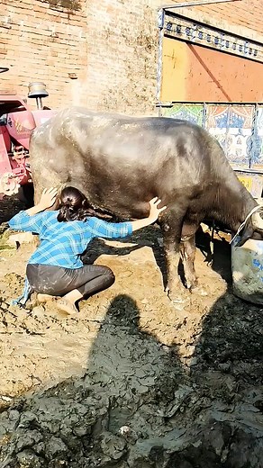 116K views · 500 reactions | #SocialMediaContest | Basanti | Facebook