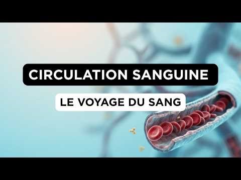 Physiologie Vasculaire Et Microcirculatoire
