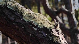 Trunk, Tree, Forest. Free Stock Video
