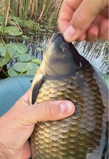 #polycarp #tiktokfishing #zanderfishing #viral #carpfishing