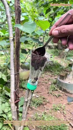 Multiplication par marcottage aérien : induction de la formation de racines sur une tige vivante