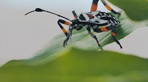 A black and orange bug Hemiptera on a green leaf closeup - Free Stock Video