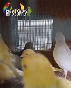 New Bird back in stock! Fife Canary 🐦 $125/each Despite its small size, the Fife Fancy Canary is very lively and a great choice for the beginner. This delightful little bird is quite hardy and very easy to keep.They are not prone to disease, come in all the canary colors, and the male has a wonderful pleasant song. They are also ready breeders and most often good at rearing their young. #birds #petbirds #salebird #birdsofinstagram #birds #birdlovers #NewYorkBirdSupply #BirdSupply #Birdseller #B