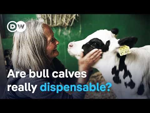 The fate of bull calves - From surplus to Alpine savior | DW Documentary