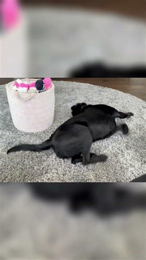 Why use a towel when there’s a carpet? 🖤