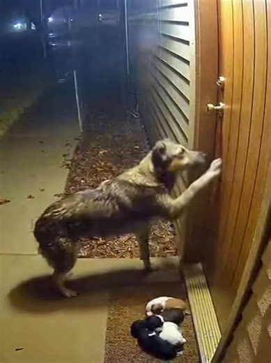 Heartwarming Moment: Dog Saves Her Puppies
