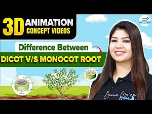 Monocot vs Dicot | Easy 3D Explanation | NEET 2026 Plant Anatomy | NEET Class 11 Biology