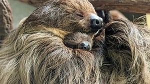 Take a break with these photos of a baby sloth born at the Virginia Zoo