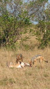Black-backed Jackals feasting on a gazelle #nowfilming #zebraplainsmoments #zebraplainscollection To enquire about, or book, a safari at one of Zebra Plains Collection's Mara Camps you can get in touch at: reservations@zebraplainsmara.com Or WhatsApp on 254790789122 Download our brochures to learn more about the camps: www.zebraplainscollection.com/brochures #jackal #blackbackedjackal | Rob The Ranger Wildlife Videos