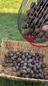 9.3K views · 162 reactions | Pecan Picking Using Nut Roller | MaineFuse | Facebook