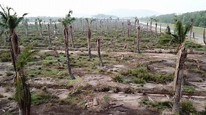 Dead palm trees in Penang, Malaysia.