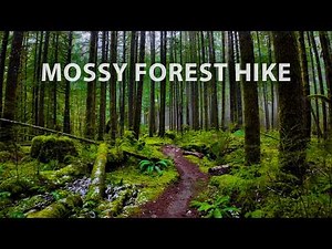Peaceful Mossy Forest Hike in Light Rain and Mist 🌧️ Squamish BC