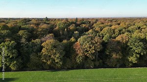 Forest Sunset Trees Backwards Movement to Edge of treeline Autumn field