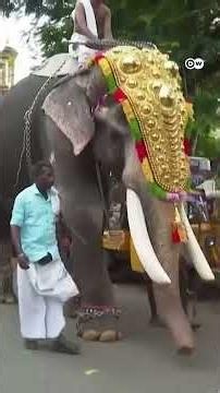 Debate Over Robotic Elephants in Kerala Temples