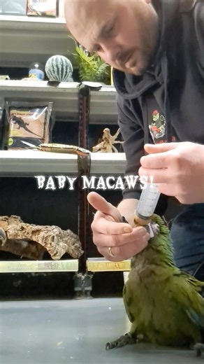 🌄 👋 It's a messy affair!! We have been handrearing birds for over 20 years!. These baby military MACAWS will be available VERY SOON! We are taking deposits NOW @ Jungle Pets ie ! You will get the best, most tamest MACAWS in the country guaranteed! #parrotsofinstagram #petsoftiktok #supportlocal | Jungle pets
