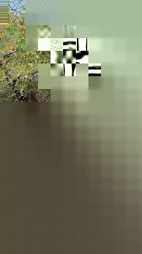 Buffalo meeting | All Time Amazing Fact