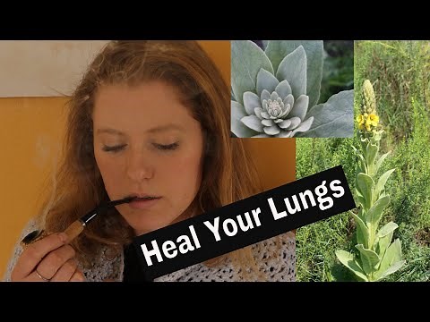 Mullein For Respiratory Health