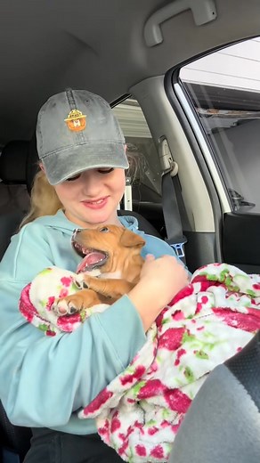 1.3K views · 44 reactions | Cocoa Chanel needs a forever home in Atlanta, Georgia! If TikTok is b... - 7460987387762461994_fix_002 | B. Johner | Facebook