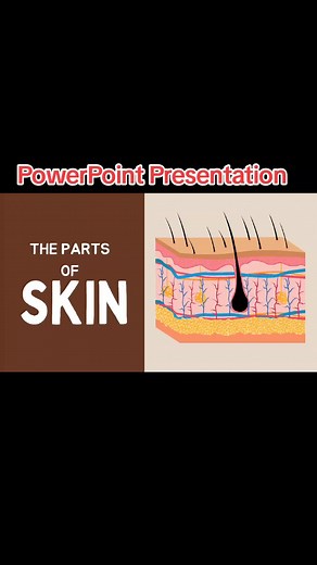 Parts of Skin PowerPoint Presentation Overview