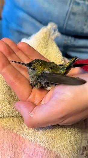 They were SO gentle with him 💕 This is a Christmas story we didn't know we needed 🫶 Keep up with Kimberly on TikTok: thedo.do/pnwfitswiftie & Instagram: thedo.do/pnwswiftie. Keep up with The Broken Antler on TikTok: thedo.do/thebrokenantlerwlsr & Instagram: thedo.do/brokenantlerwlsr. | The Dodo