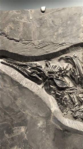 ▸ DINOSAUR Dolphin "The Fish-Lizard Reptile" 🐬 ICHTHYOSAUR REVEAL #Fossil