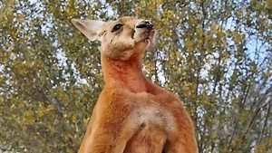 How kangaroos use their tail like a fifth leg