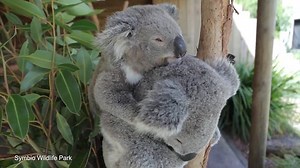 Adorable moment a koala takes nap cuddling another marsupial