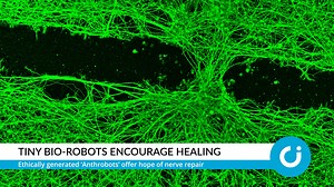 ICYMI: Tiny bio-robots encourage healing. #ChristianInfluence | The Christian Institute
