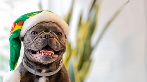 Precious ‘Christmas Caroling’ Dogs Will Get Anyone Into the Holiday Spirit