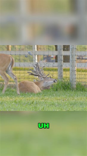This buck's in trouble after damaging his antler. Deer can get antler infections very quickly this time of year, and if flies lay eggs in the exposed blood, it can be fatal. Time is of the essence! #Deer #Wildlife #AnimalRescue #Nature #Buck | Deer Farming