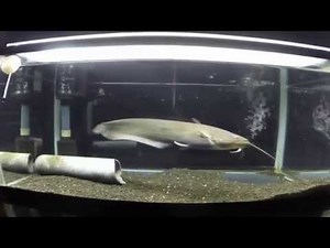 ナマズ水槽 ナマズが活発に泳ぎまわる様子