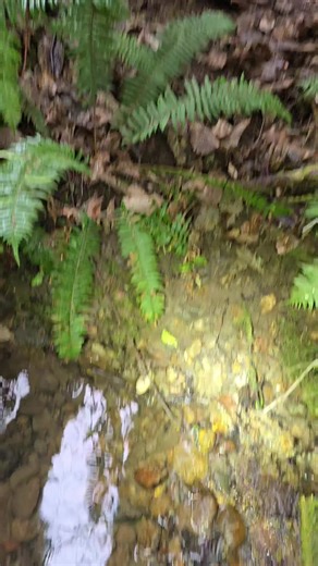 Carnelian buckskin and the haul that I found!! I almost passed right by this carnelian buckskin that was barely poking out of the side of the creeks wall until I shined my flashlight on it and then I immediately recognized what it was because of its shape and color! This carnelian has been in the ground for millions of years!! Such a beautiful dark red on this one! The darker the red the better! Please like, Share, comment and follow. Thank you! #agate #rockhounding #carnelian #pnw #fyp