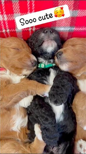 Sleepy Labradoodle Puppies Cuddling Together…. Adorable! 🥰
