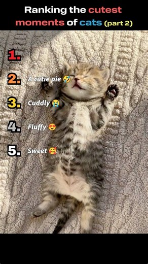 Ranking the cutest moments of cats (part 2)