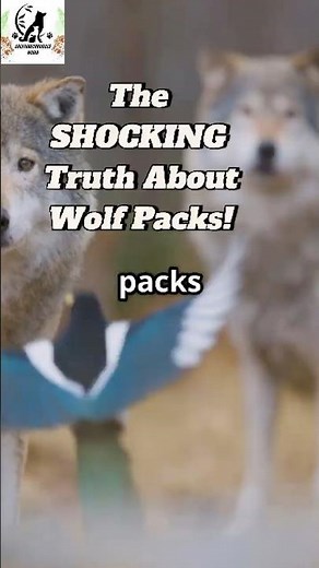 The SHOCKING Truth About Wolf Packs! 🐺 🤯 It’s NOT the Alpha You Think! #wolfpack #wildlife