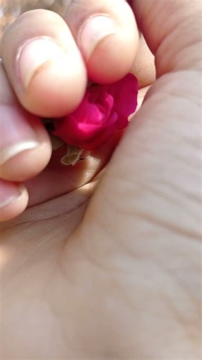 #Rose🌹#Bud to flower blooming