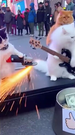 The chaos of a cat playing music😄😺 #edit #cat #funny