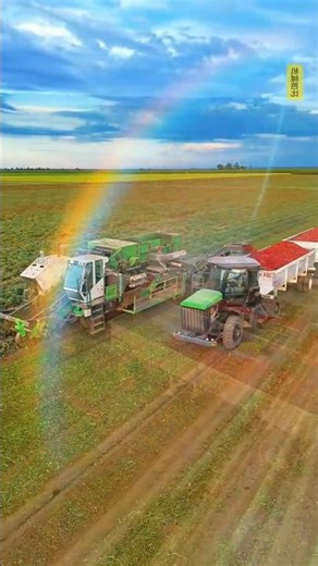 Tomato Harvesting with Modern Machine | Sunset Farming Vibes