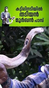 കട്ടിലിനടിയിൽ തടിയൻ മൂർഖൻ പാമ്പ് #cobrasnake #snakemaster #vavasuresh