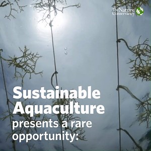 3.8K views · 139 reactions | Sustainable aquaculture can provide...